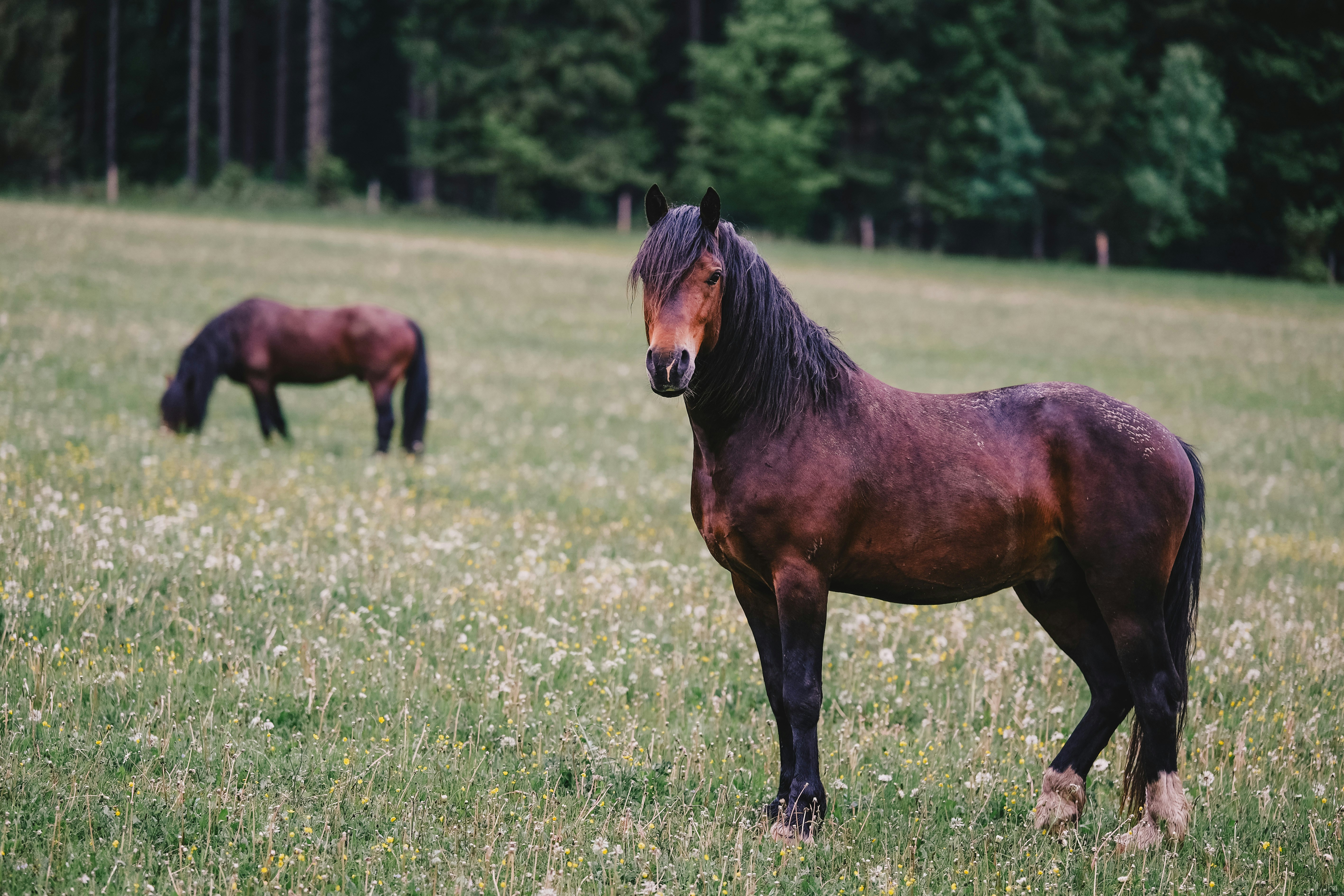 Arabian Horse