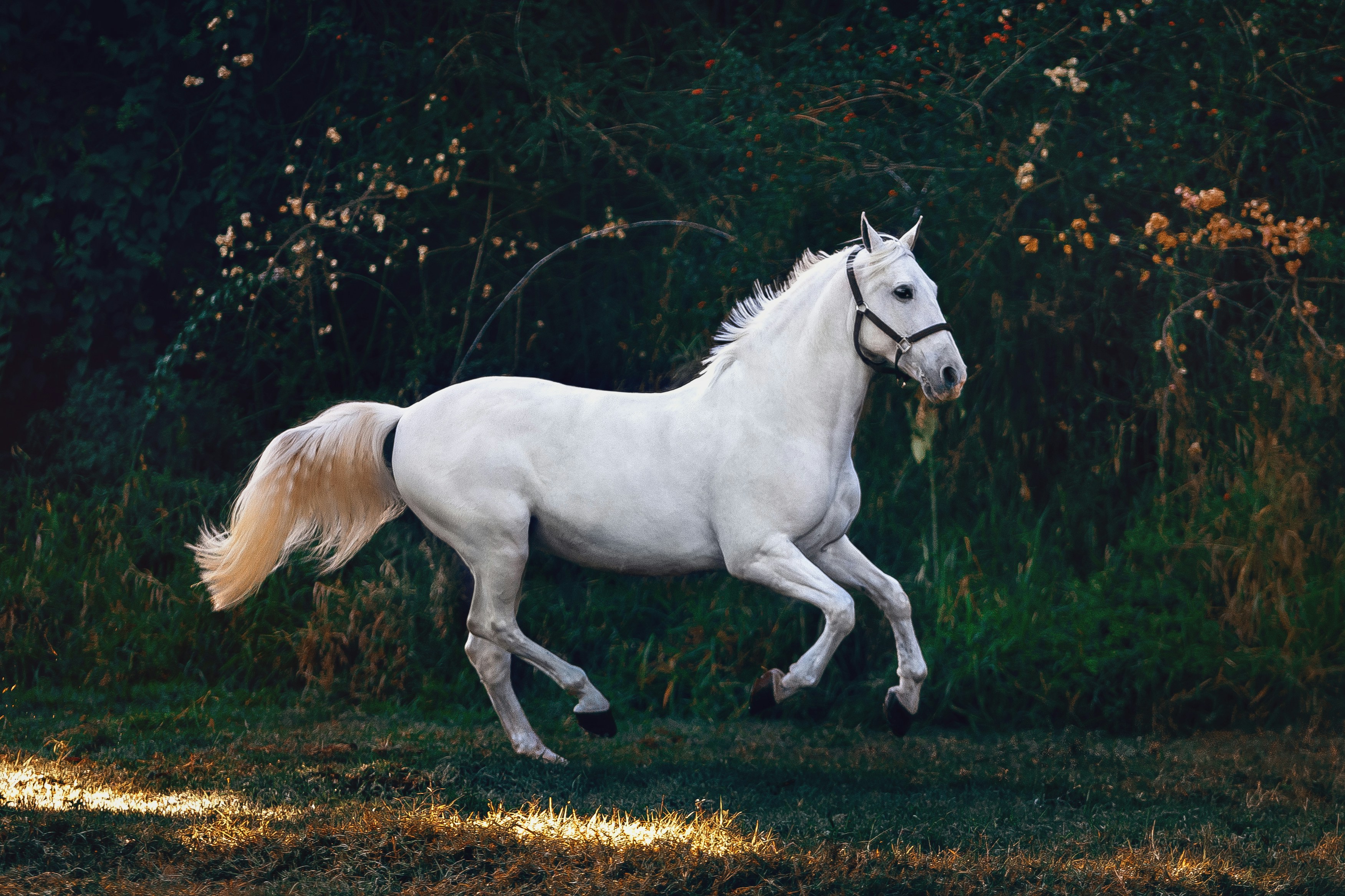 Horse Town Community